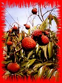 Lychee
